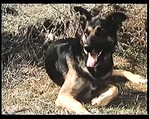 French Whores Of Pan